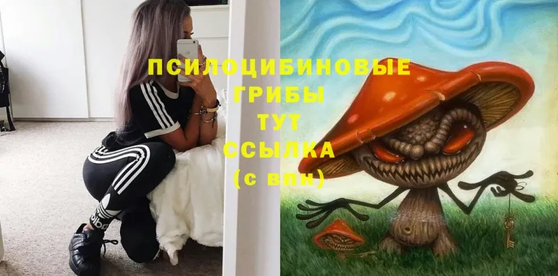 Галлюциногенные грибы Cubensis  Дедовск 